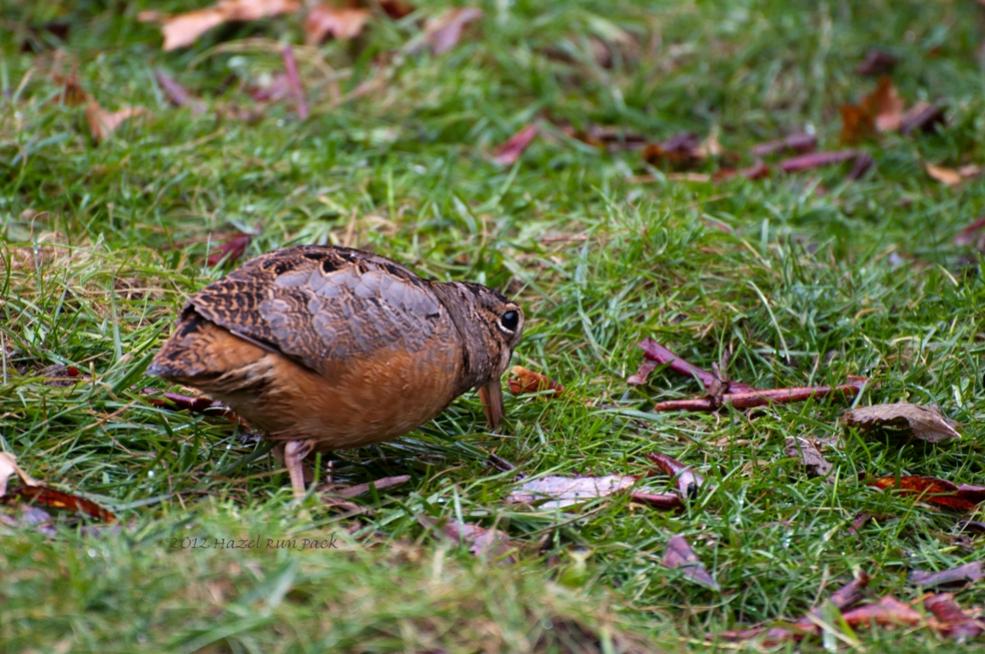 Name:  American woodcock 10-13-12 C.jpg
Views: 438
Size:  124.3 KB