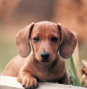 Name:  dachound.jpg
Views: 1096
Size:  10.3 KB