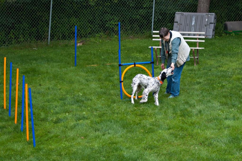 Name:  Through the hoop--Good girl, Lili! 8-10-19.jpg
Views: 3106
Size:  150.3 KB