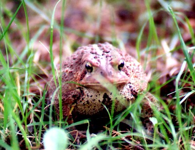 Name:  Mr. American Toad 6-7-05.jpg
Views: 211
Size:  58.4 KB