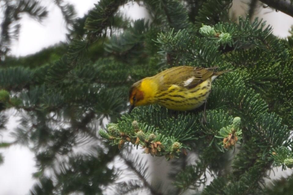 Name:  Cape May warbler male 5-12-10 H.jpg
Views: 157
Size:  79.1 KB