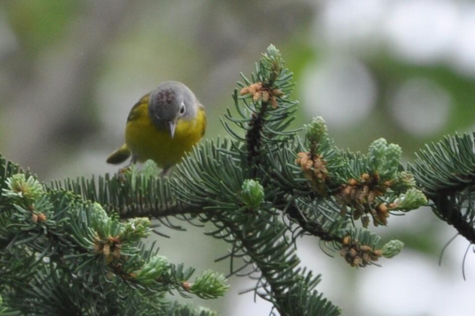 Name:  Nashville warbler 5-12-10 B1.jpg
Views: 152
Size:  66.4 KB