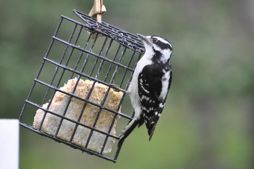 Name:  Downy woodpecker 5-12-10 B.jpg
Views: 144
Size:  57.5 KB