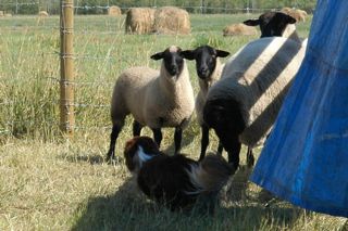 Name:  Sheep3.jpg
Views: 955
Size:  21.3 KB