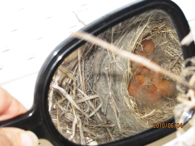 Name:  Baby robins.jpg
Views: 138
Size:  43.4 KB