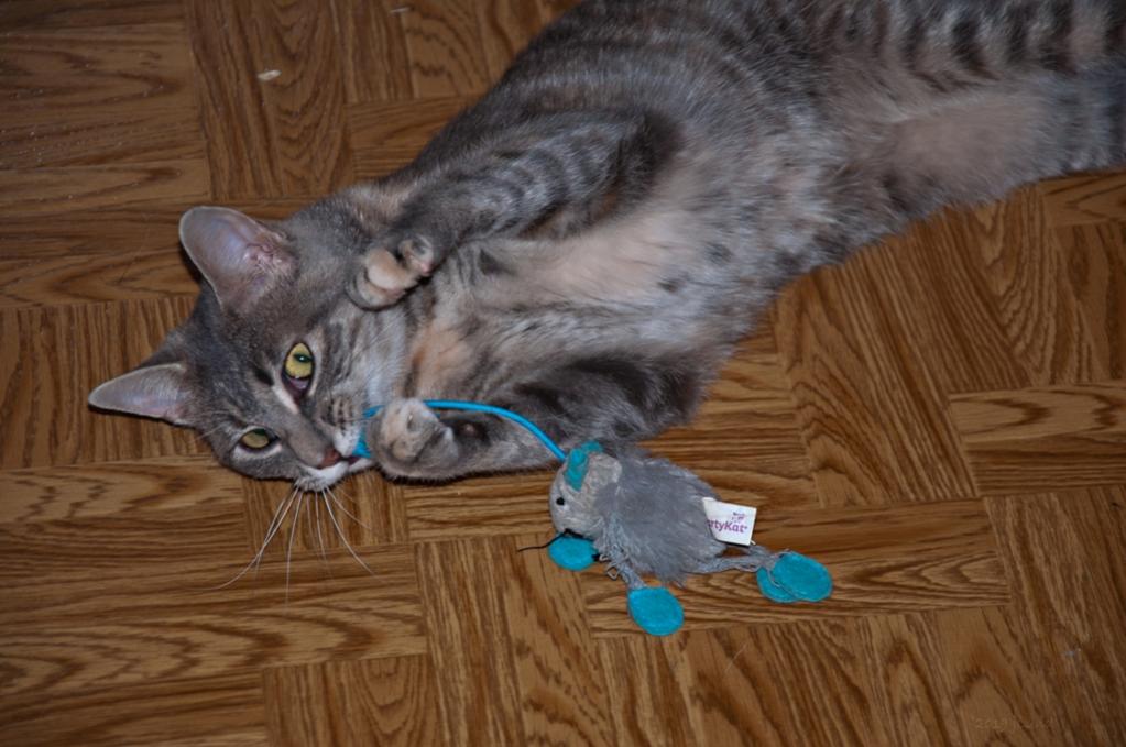 Name:  Dusty with a bouncy mouse 9-1-19.jpg
Views: 11586
Size:  87.4 KB