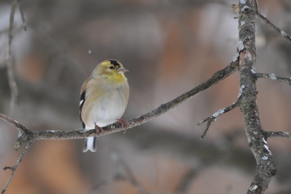 Name:  Molting goldfinch 2-7-10 A.JPG
Views: 4304
Size:  84.3 KB