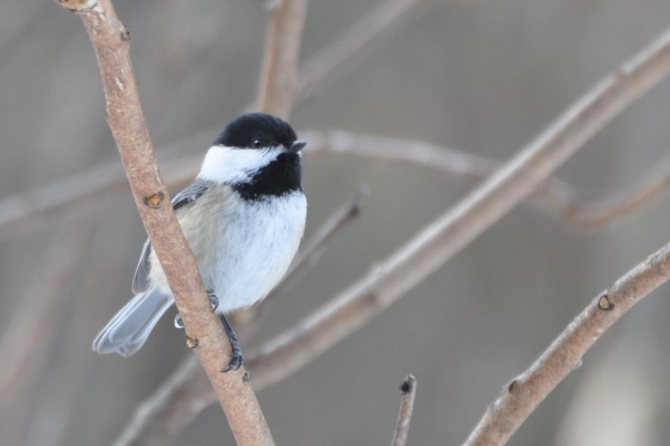 Name:  Chickadee 2-7-10.jpg
Views: 2843
Size:  35.0 KB