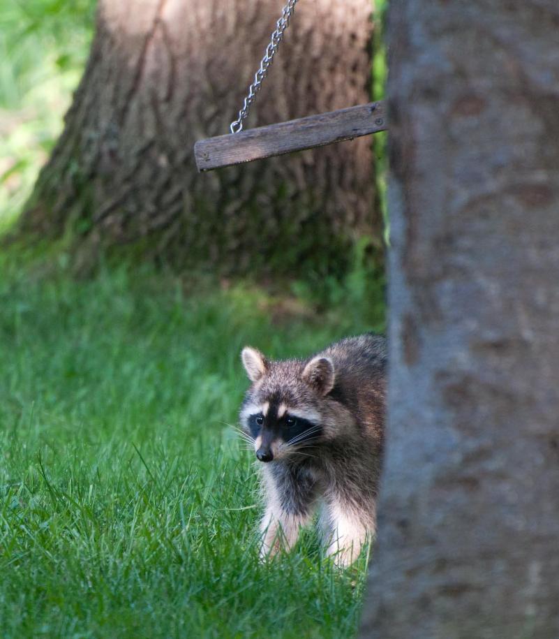 Name:  Raccoon #1 6-19-11 K.jpg
Views: 1202
Size:  92.5 KB