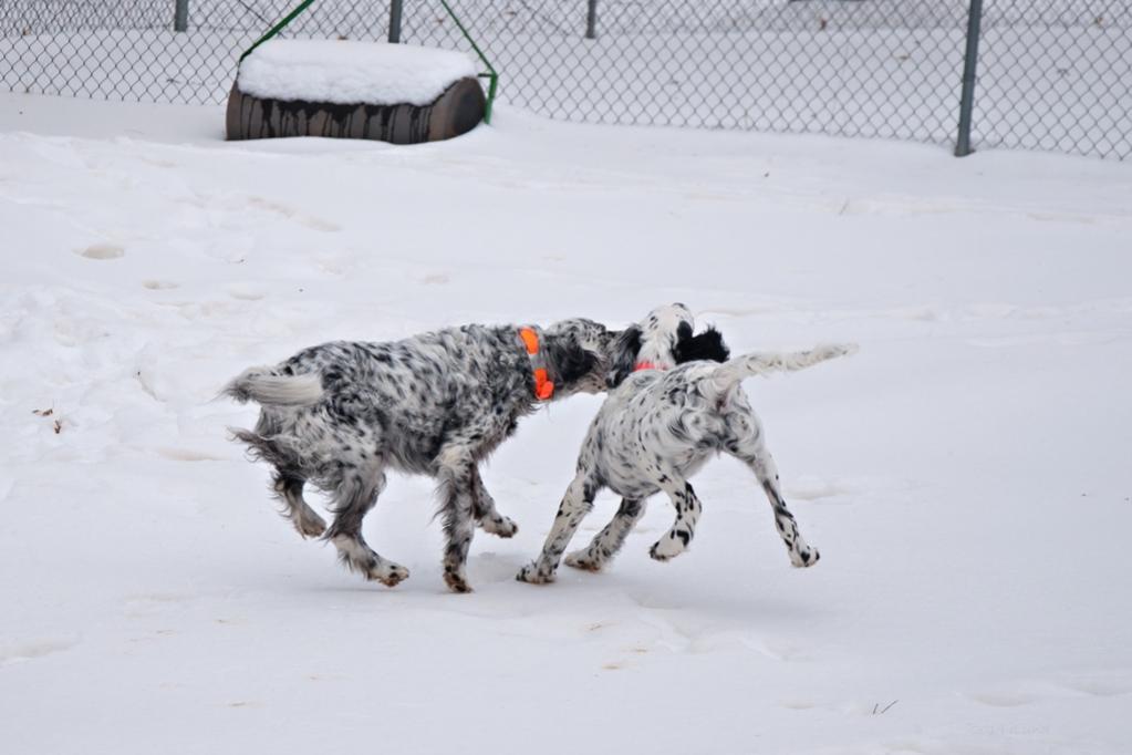 Name:  Lili and Grace at play 4-13-19 F.jpg
Views: 1800
Size:  57.8 KB