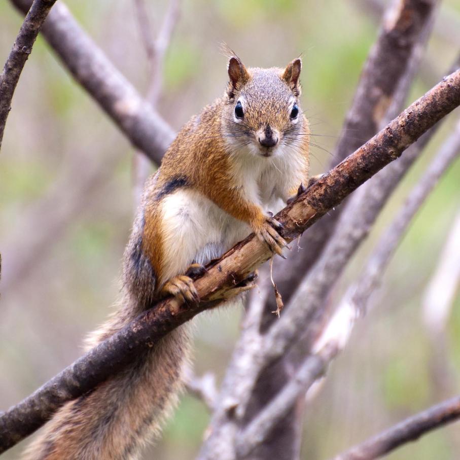 Name:  Red squirrel 5-21-11 A.jpg
Views: 1307
Size:  94.9 KB