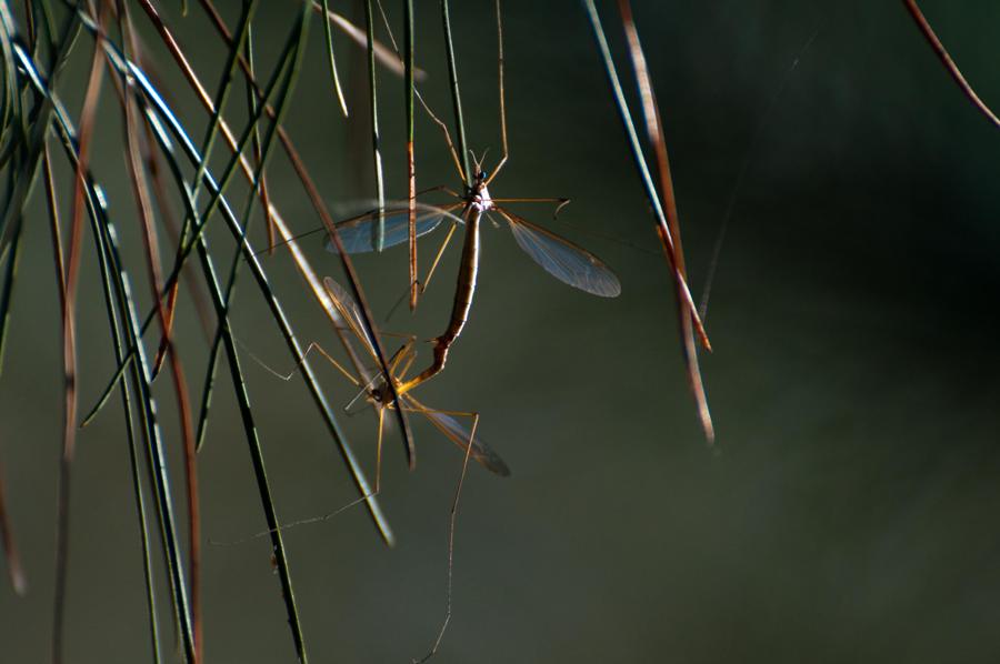 Name:  Crane flies 6-17-11 A1.jpg
Views: 472
Size:  44.3 KB