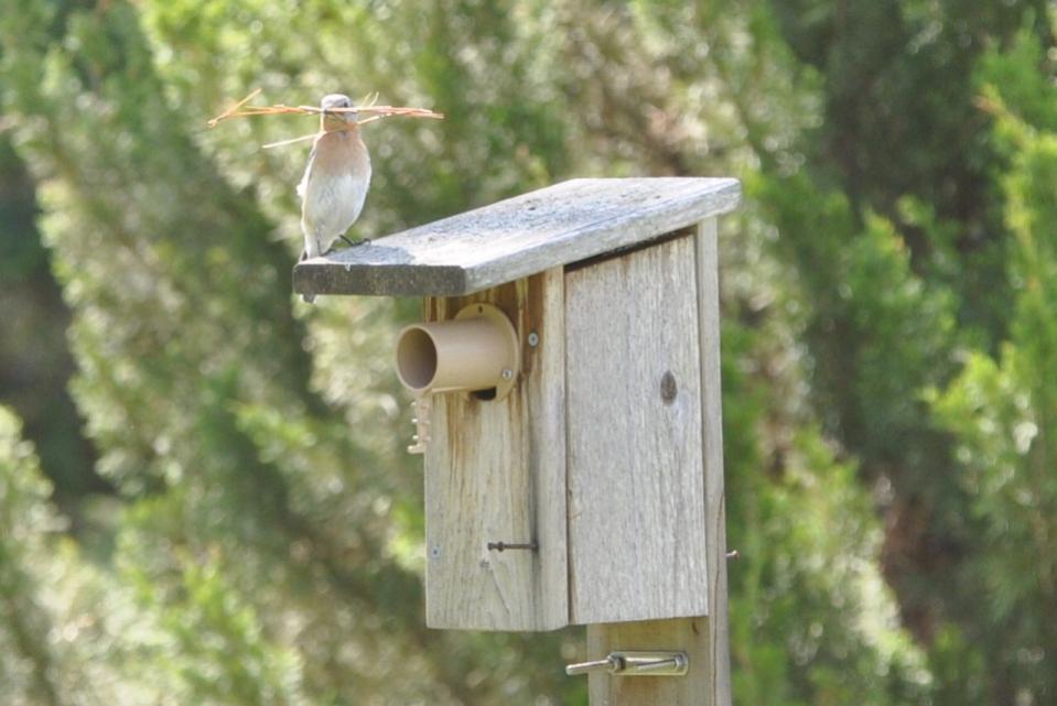 Name:  Eastern bluebird fem at the house 5-15-10.jpg
Views: 166
Size:  67.6 KB