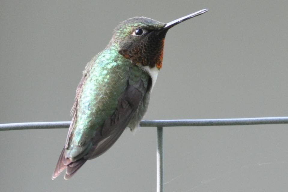 Name:  Hummingbird male 5-16-10 F1.jpg
Views: 162
Size:  35.7 KB
