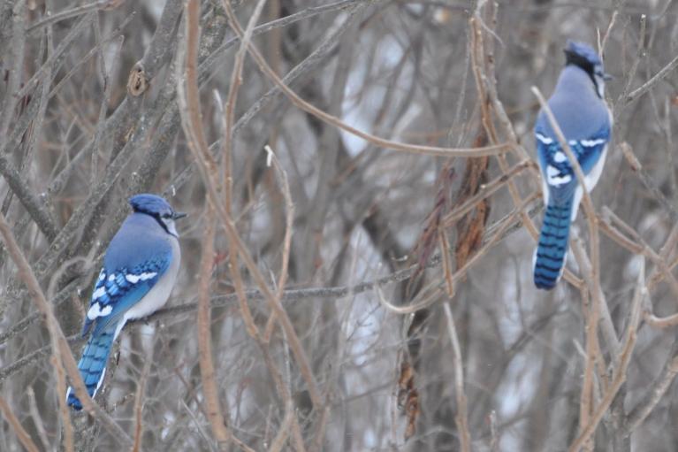 Name:  Blue jays 1-11-10.jpg
Views: 160
Size:  51.1 KB