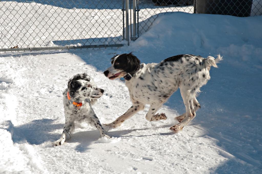 Name:  Dancing in the side yard 2-10-20 B.jpg
Views: 968
Size:  107.4 KB