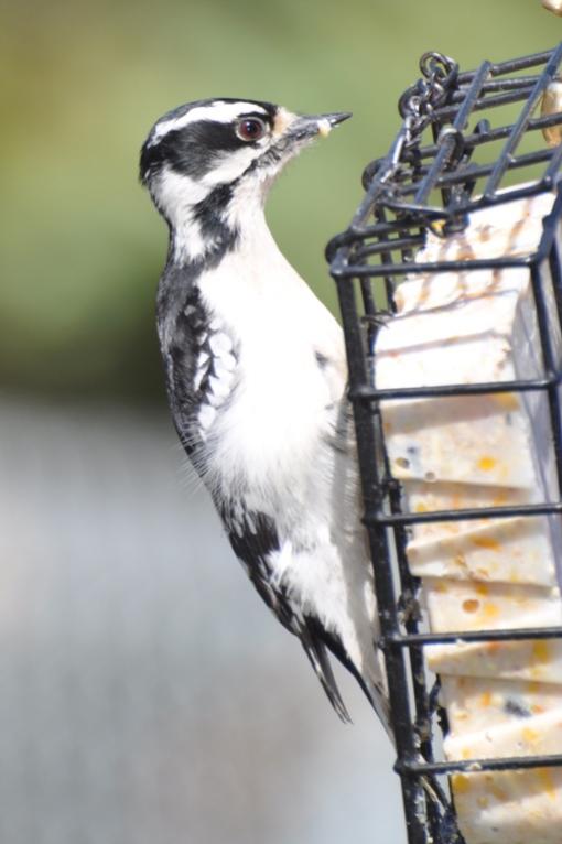 Name:  Downy woodpecker female 4-19-10 A.jpg
Views: 143
Size:  39.4 KB