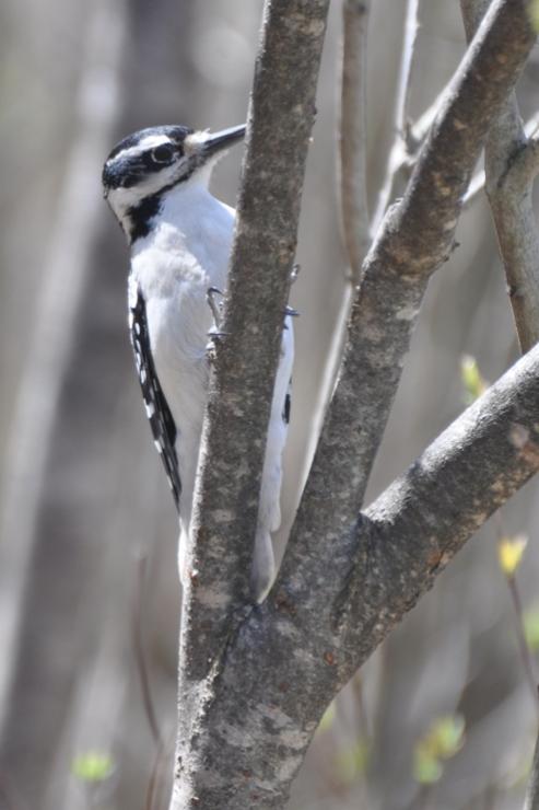 Name:  Hairy woodpecker fem 4-18-10 B.jpg
Views: 237
Size:  39.3 KB