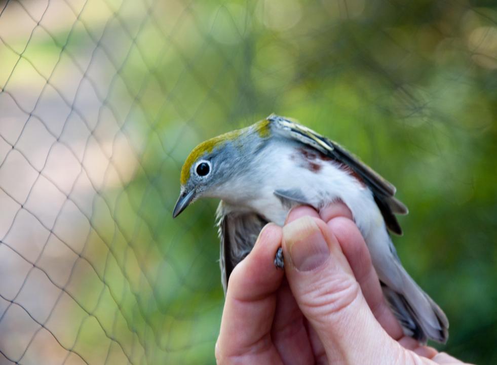 Name:  Chestnut-sided warbler, hatch year male 9-12-11 B.jpg
Views: 39
Size:  62.7 KB