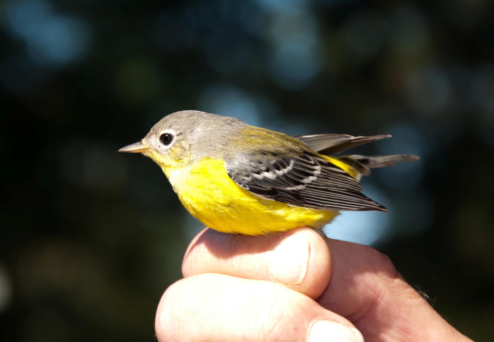 Name:  Magnolia warbler, hatch year male 9-12-11 A.jpg
Views: 40
Size:  112.8 KB