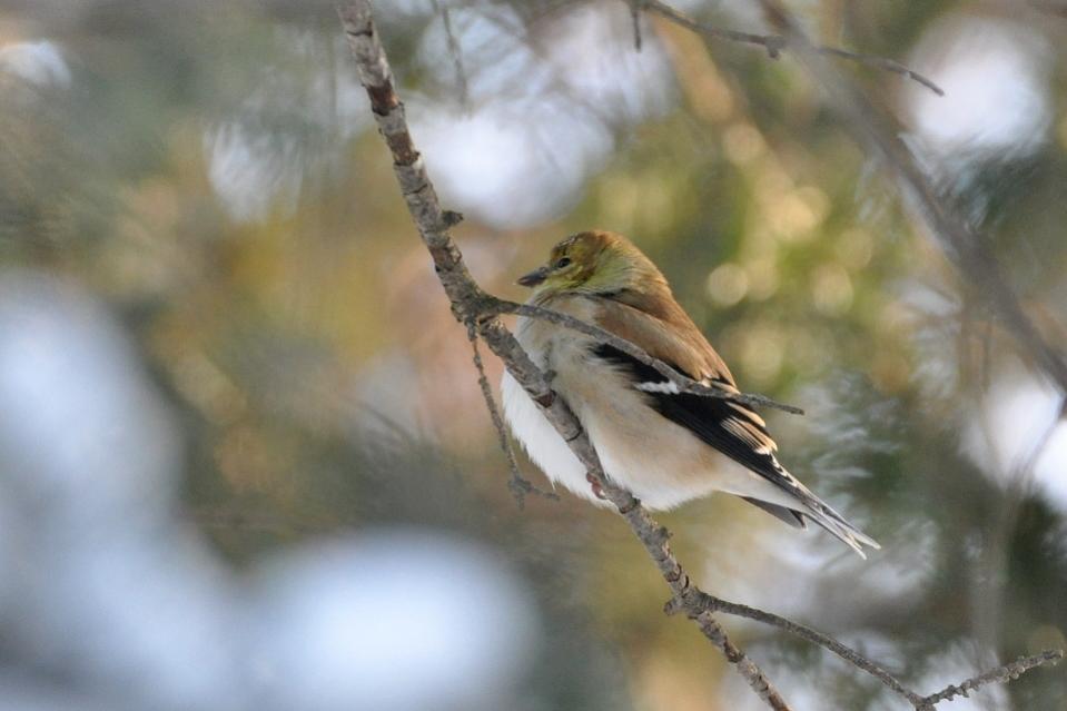 Name:  American goldfinch 12-14-10 A.jpg
Views: 965
Size:  51.7 KB