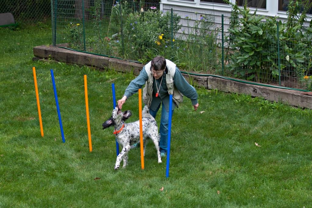 Name:  Lili working the weave poles 8-10-19 B.jpg
Views: 2580
Size:  150.0 KB