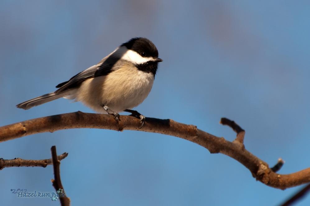 Name:  Black-capped chickadee, banded 2-12-12 C.jpg
Views: 265
Size:  35.7 KB