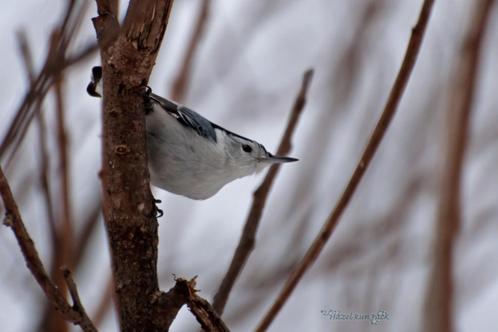 Name:  White-breasted nuthatch 3-4-12 A.jpg
Views: 126
Size:  54.1 KB