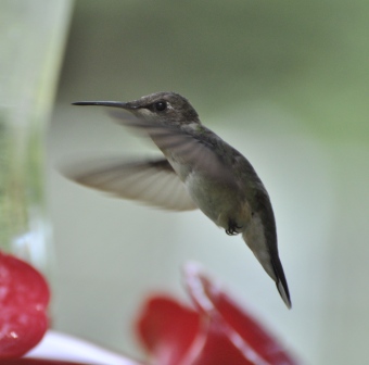 Name:  Hummers at the feeder 8-6-09 B1.JPG
Views: 144
Size:  64.0 KB