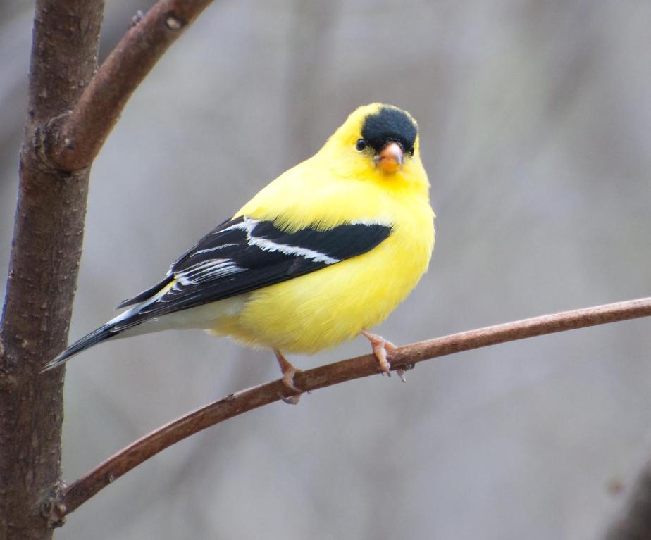 Name:  American goldfinch 5-14-11 A.jpg
Views: 339
Size:  50.9 KB