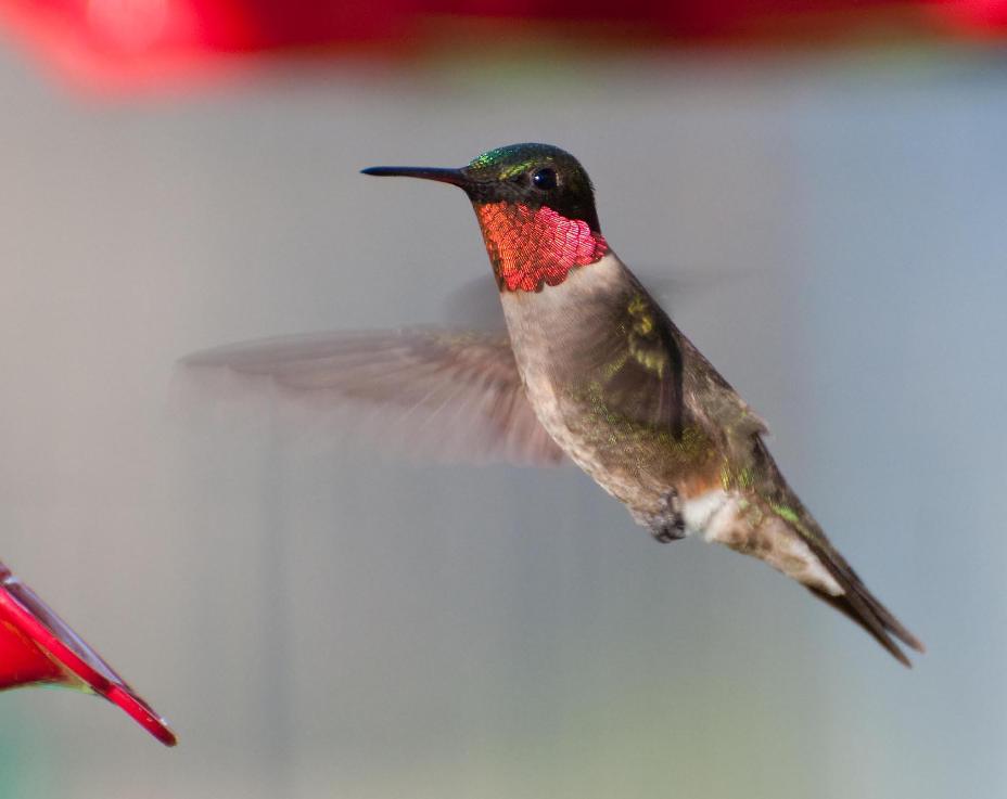 Name:  Ruby-throated hummingbird 5-17-11 C.jpg
Views: 402
Size:  37.4 KB