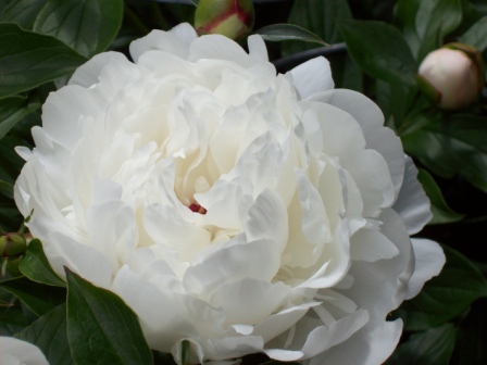 Name:  Garden - Peonies 6-11-09 C.JPG
Views: 110
Size:  63.1 KB