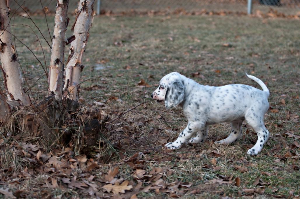 Name:  Helping trim the sucker shoots in the yard 1-13-19.jpg
Views: 2207
Size:  126.7 KB