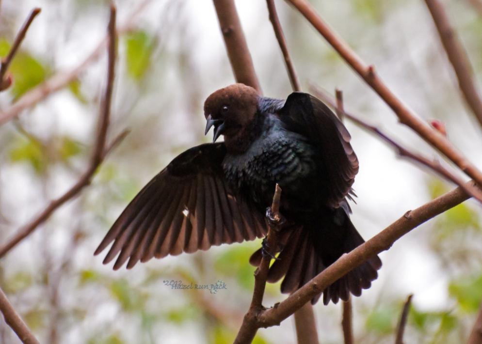 Name:  Brown-headed cowbird, male displaying 5-6-12 A.jpg
Views: 95
Size:  64.8 KB