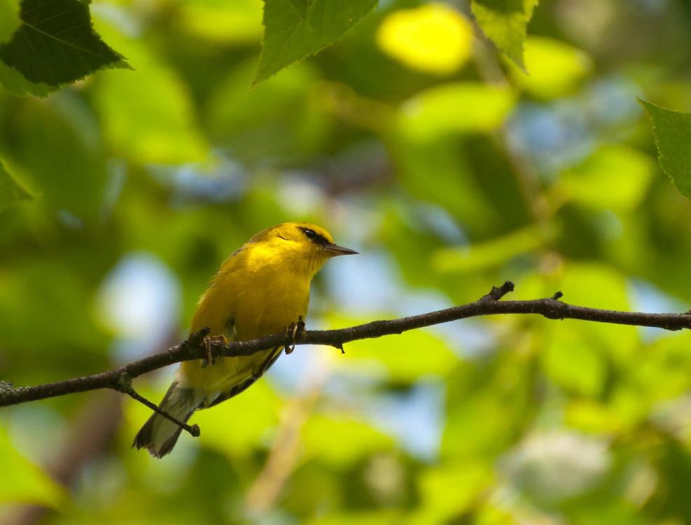 Name:  Blue-winged warbler fem 7-11-11 D.jpg
Views: 169
Size:  64.3 KB