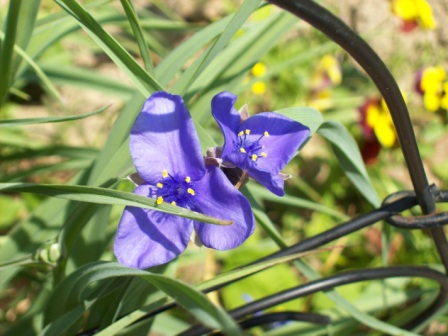 Name:  Garden - Spiderwort 6-14-09 A.JPG
Views: 105
Size:  73.0 KB