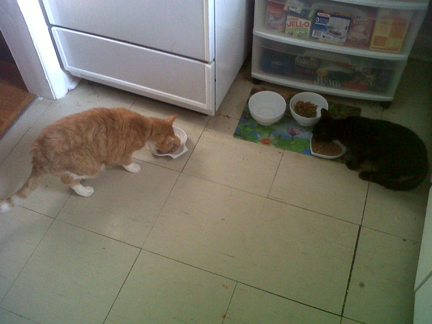 Name:  07.03.12 - 1 - Princess and Spooky eating .jpg
Views: 122
Size:  201.3 KB