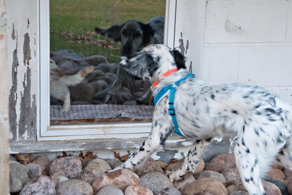 Name:  JD and Lili at the window 4-21-19 A.jpg
Views: 1496
Size:  90.6 KB