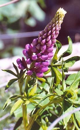 Name:  Garden 2008 - Lupine buds beginning to really bloom 6-13-08.jpg
Views: 576
Size:  28.9 KB