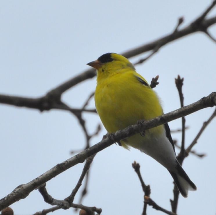 Name:  American goldfinch 4-23-10 A.jpg
Views: 142
Size:  36.6 KB