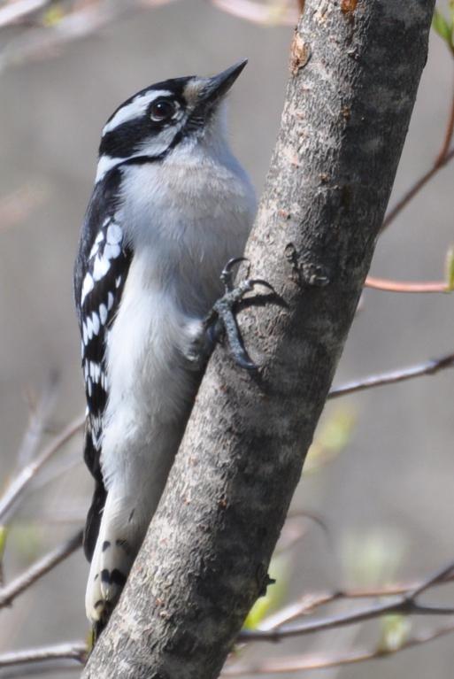 Name:  Downy woodpecker female 4-19-10 C.jpg
Views: 139
Size:  47.9 KB