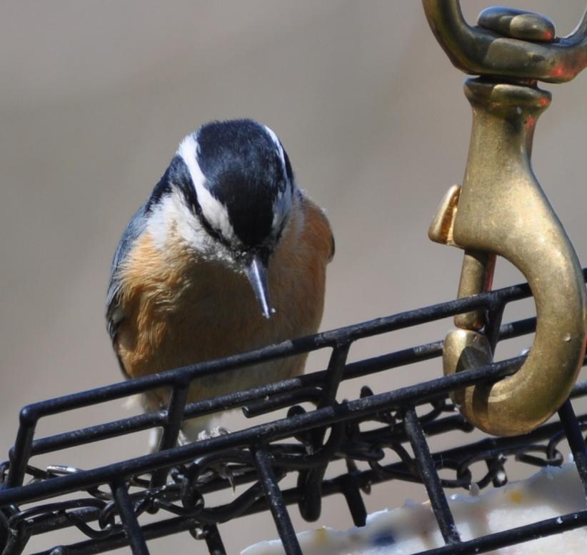 Name:  Red-breasted nuthatch 4-18-10.jpg
Views: 151
Size:  61.2 KB