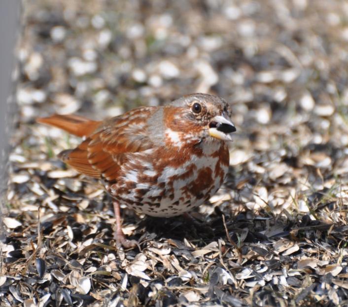 Name:  Fox sparrow 3-29-10 resized.jpg
Views: 203
Size:  76.4 KB