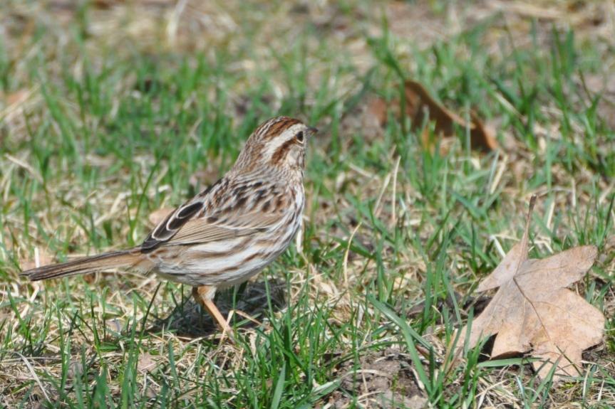 Name:  Song sparrow resized 4-5-10 C.jpg
Views: 167
Size:  93.2 KB