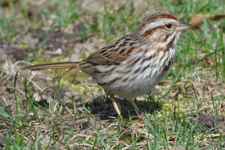 Name:  Song sparrow resized 4-5-10 B.jpg
Views: 159
Size:  76.4 KB