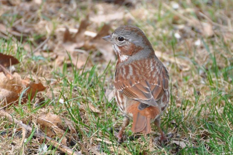 Name:  Fox sparrow resized  4-3-10 B.jpg
Views: 166
Size:  75.2 KB