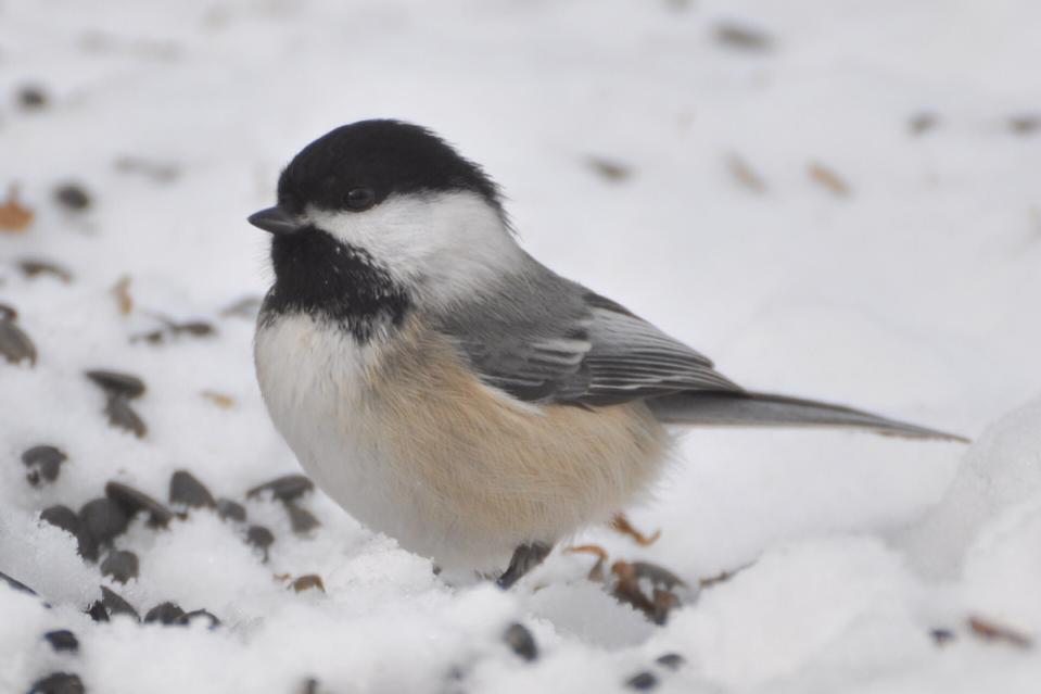 Name:  Chickadee 2-27-10 A.jpg
Views: 245
Size:  37.7 KB