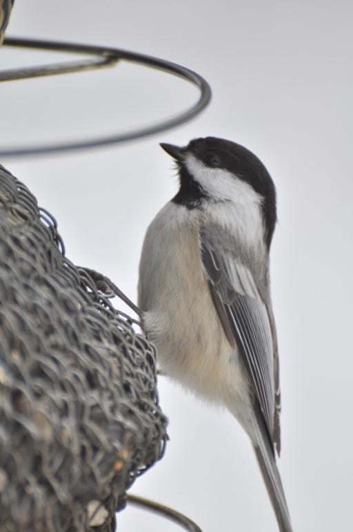 Name:  Chickadee 2-27-10 c.jpg
Views: 251
Size:  33.5 KB