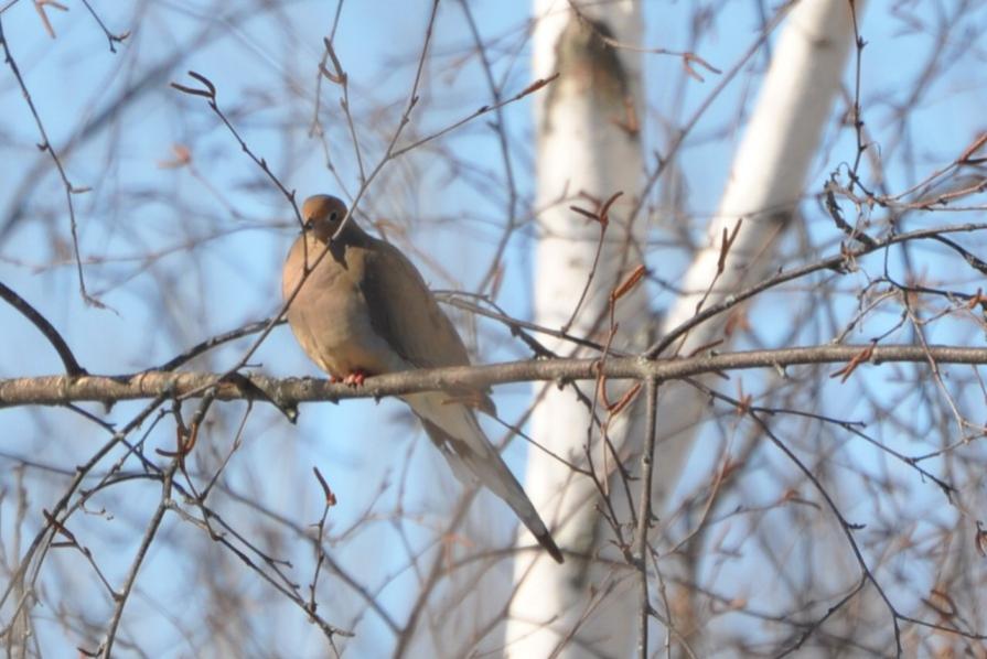 Name:  Mourning dove 2-26-10.jpg
Views: 226
Size:  68.9 KB