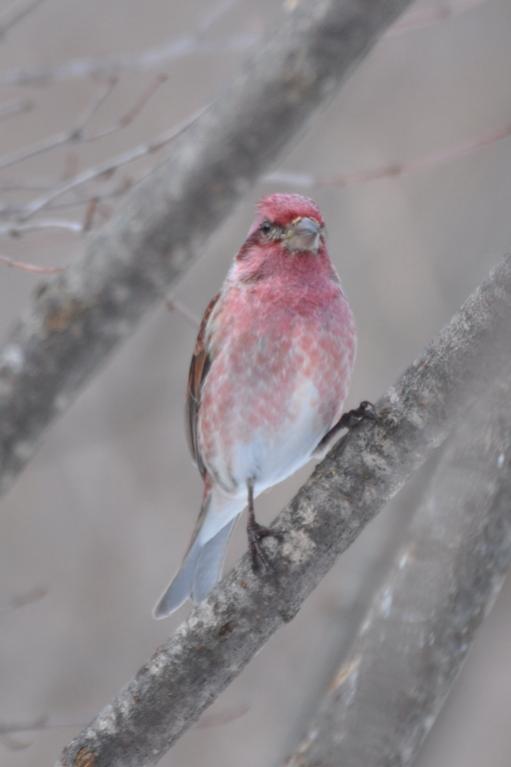 Name:  Purple finch 2-27-10 B.jpg
Views: 229
Size:  27.6 KB